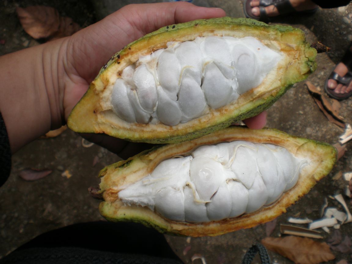 inside cocoa pods